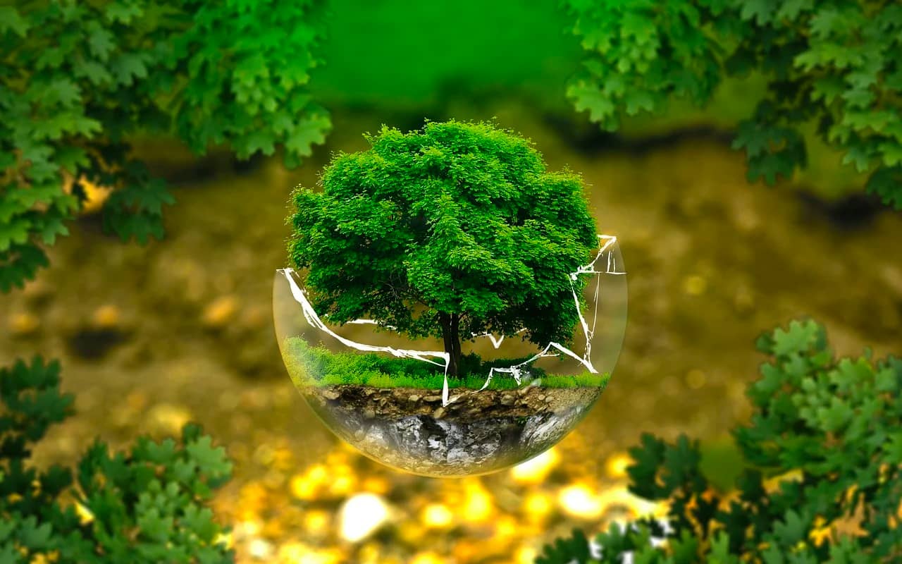 a tree is growing in a glass ball