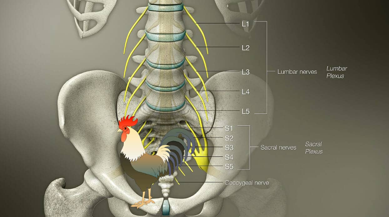 coccygeal nerve mnemonic