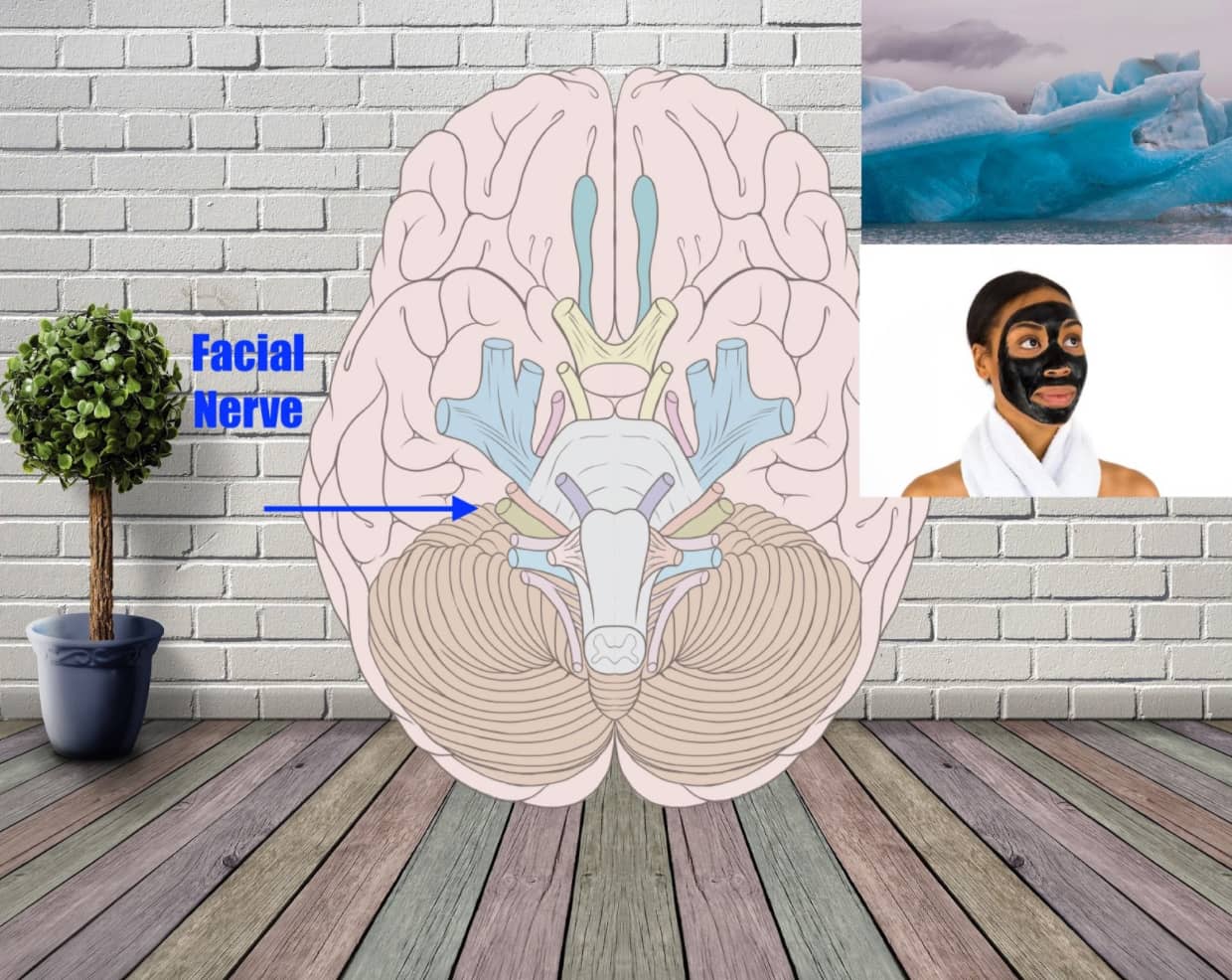 facial nerve mnemonic example
