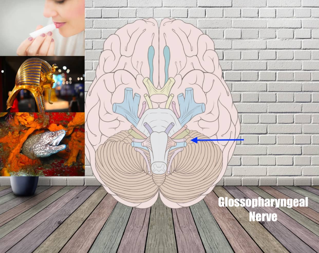 glossopharyngeal mnemonic example