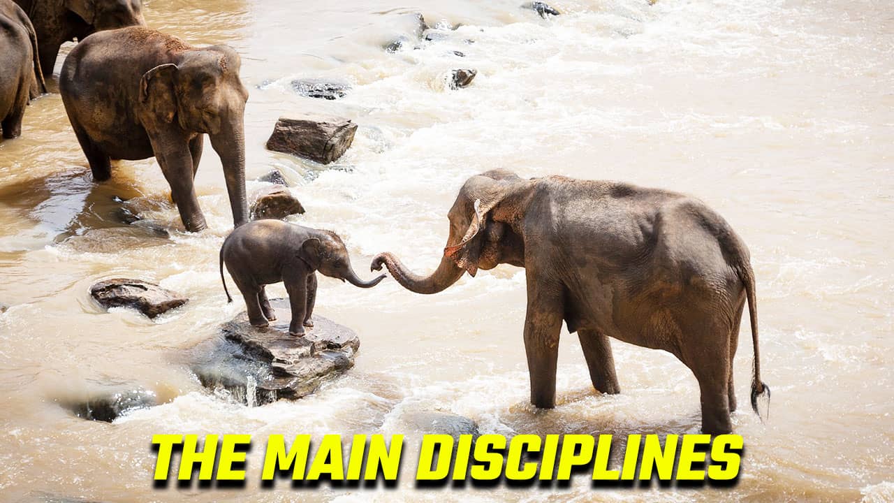 Image of a young elephant learning to illustrate a memory training concept