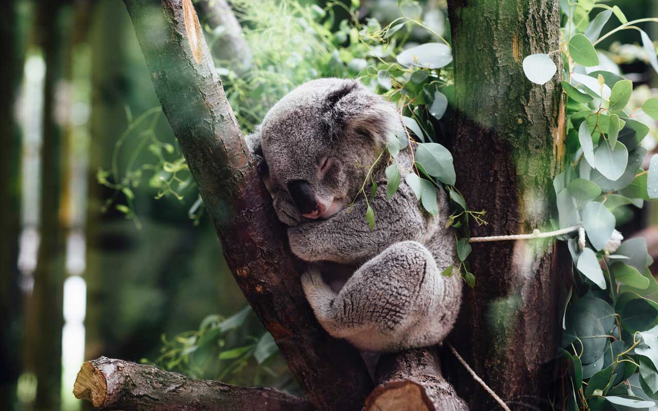A koala sleeps in the crook of a tree.