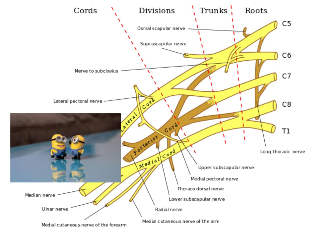 median nerve example
