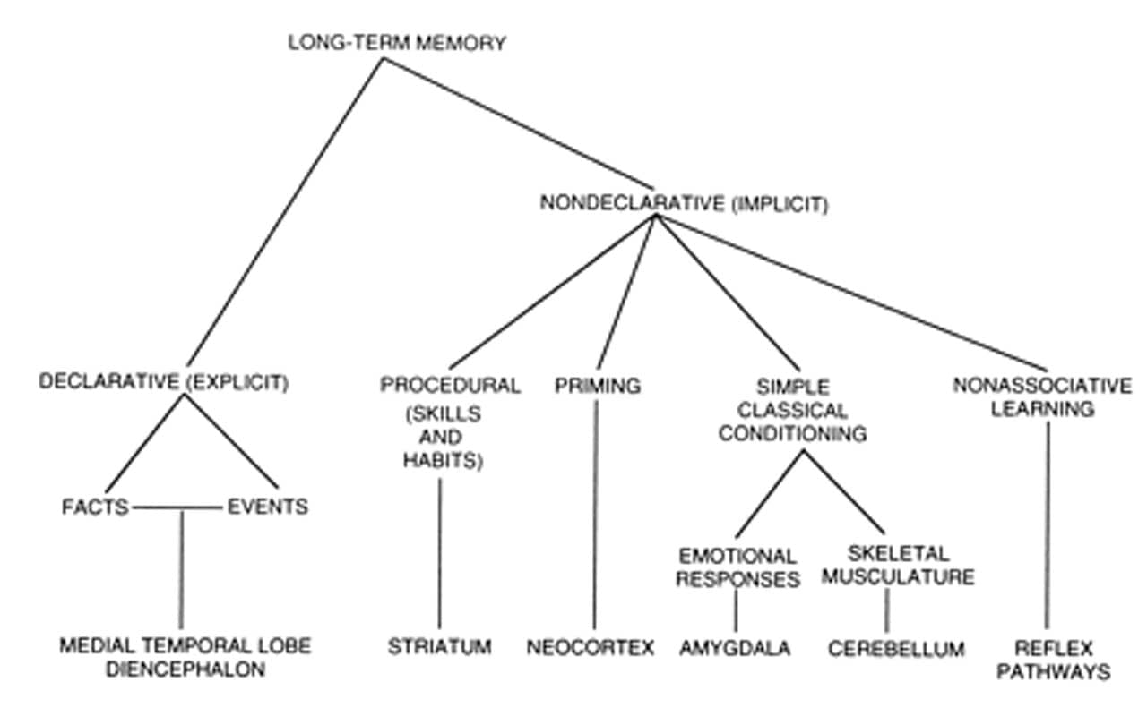 Structure and function of declarative and nondeclarative memory systems