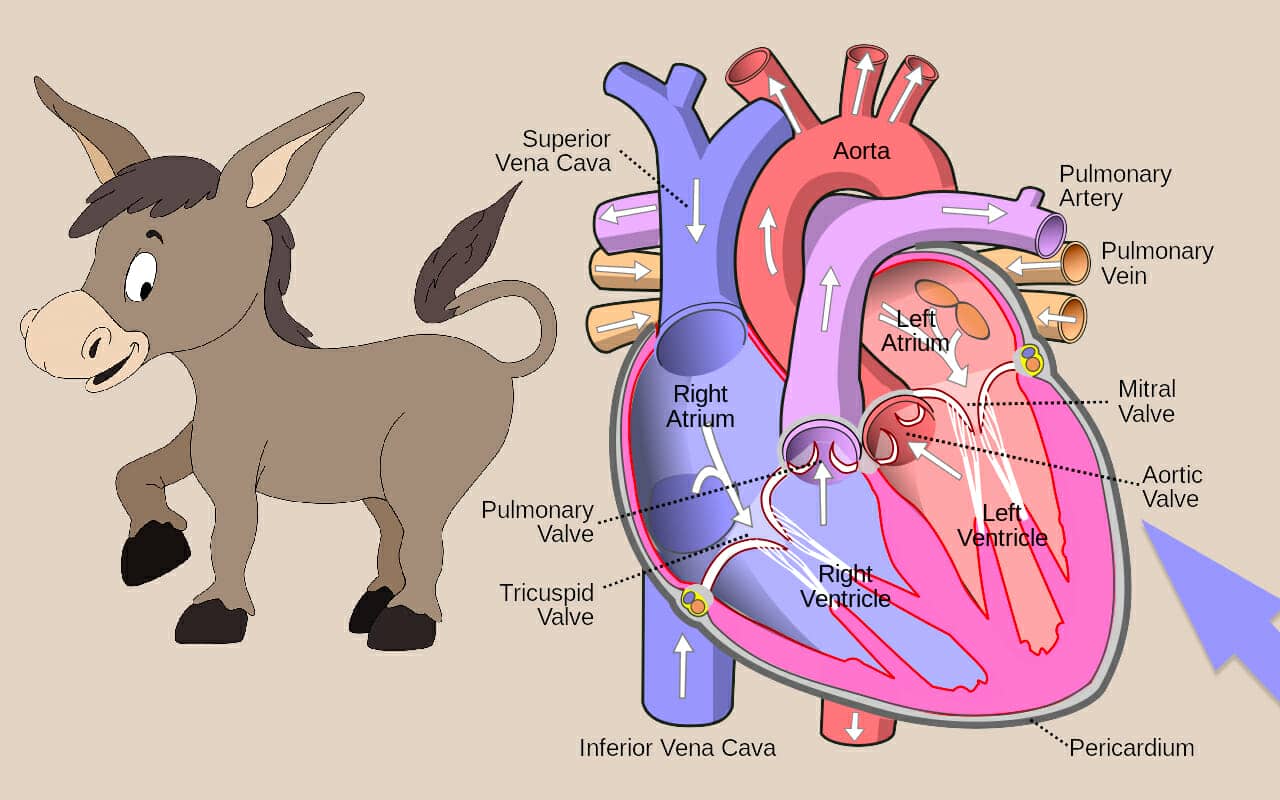 mnemonic example for the aortic valve