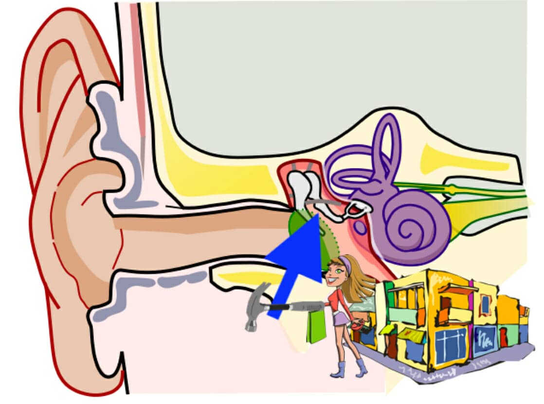 mnemonic example for the malleus