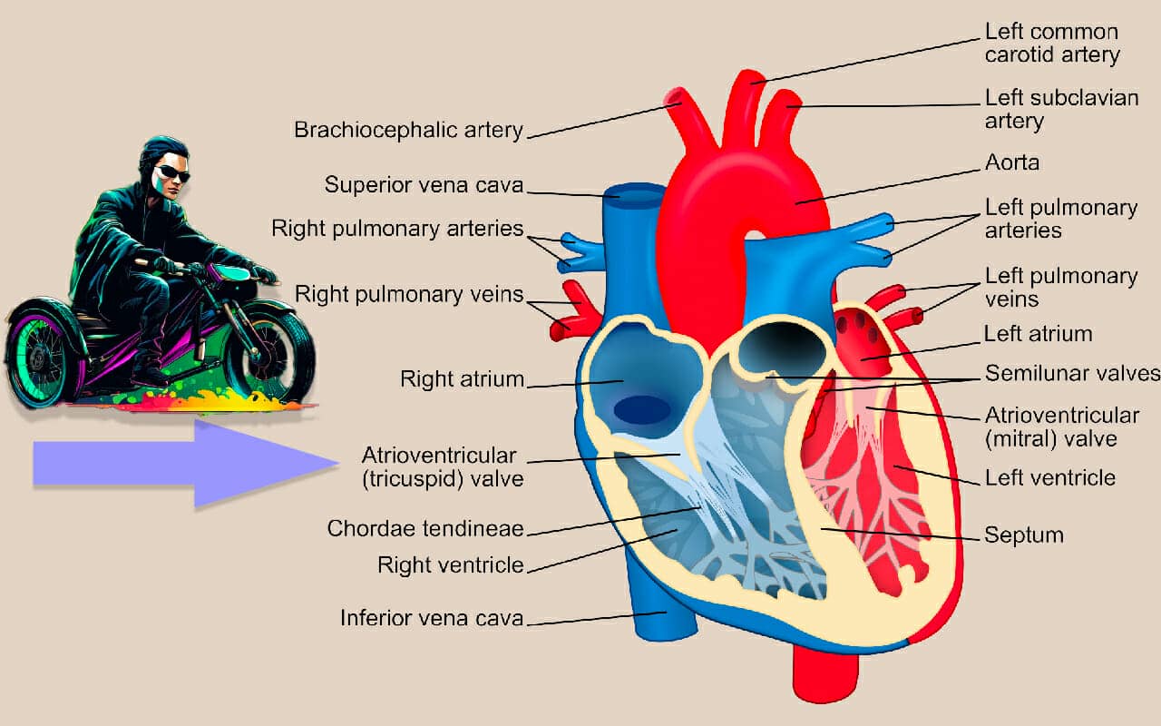 Mnemonic example for the tricuspid valve with Trinity from The Matrix on a tricycle