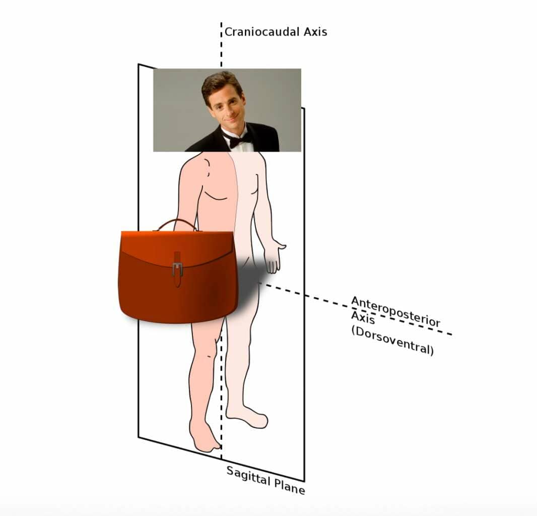 mnemonics for anatomy example for the sagittal plane