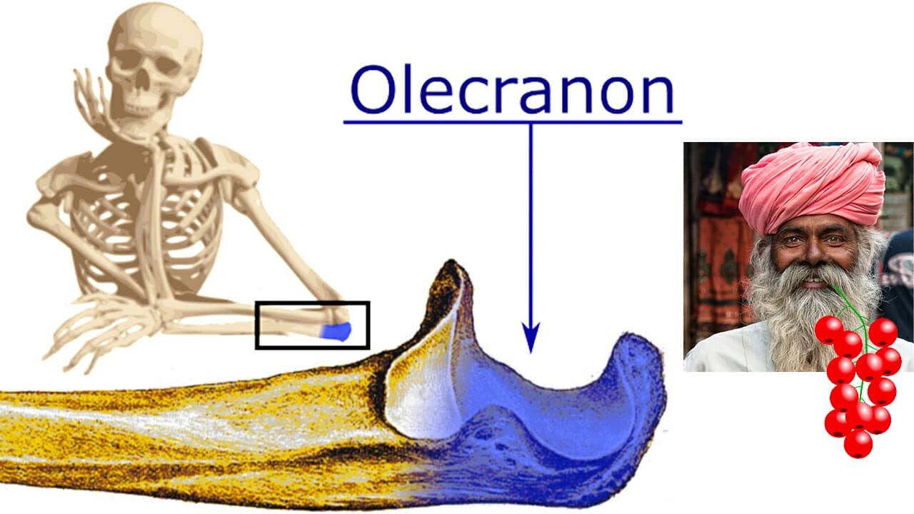 olecranon of the ulna mnemonic example