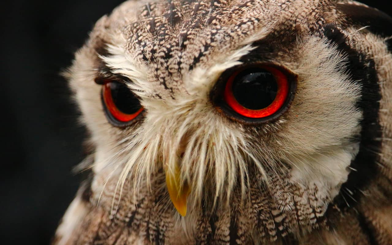 owl eyes