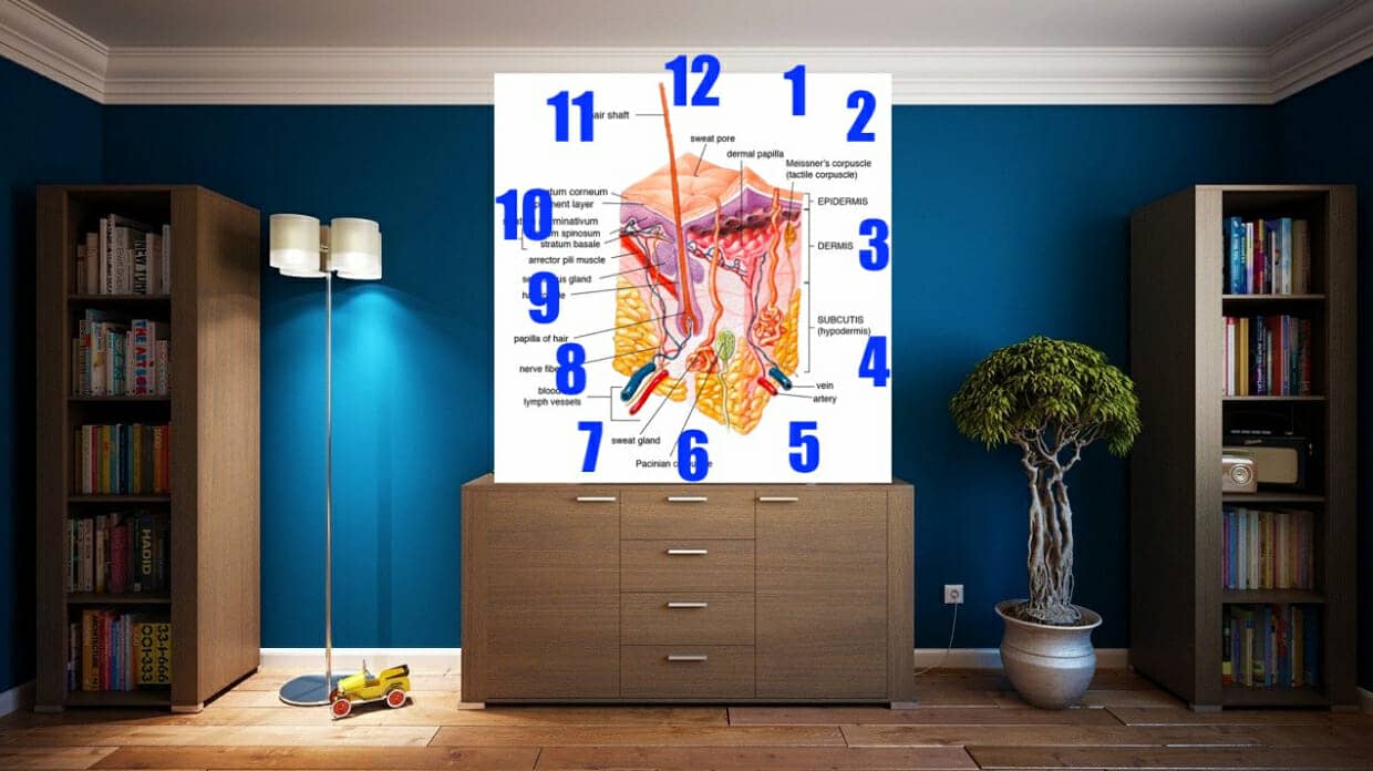 A clock Memory Palace for anatomy mnemonics