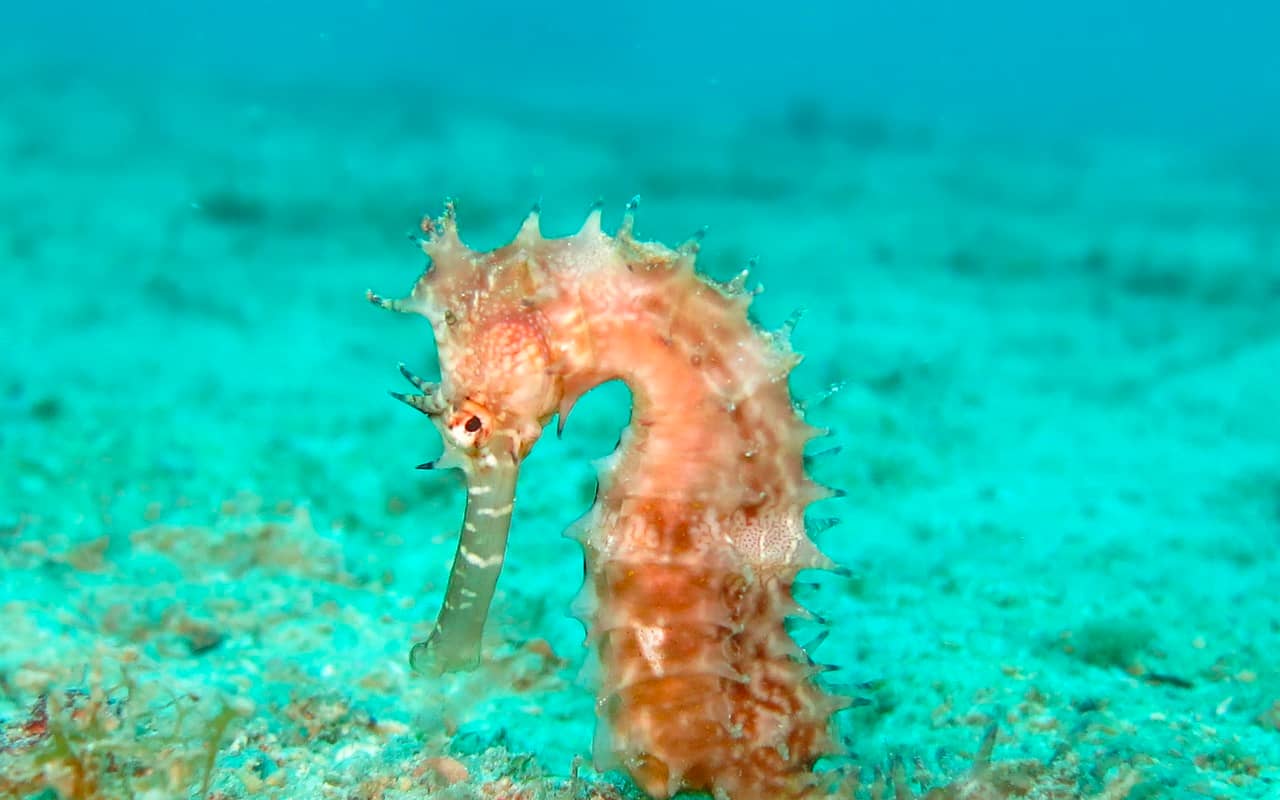 seahorse