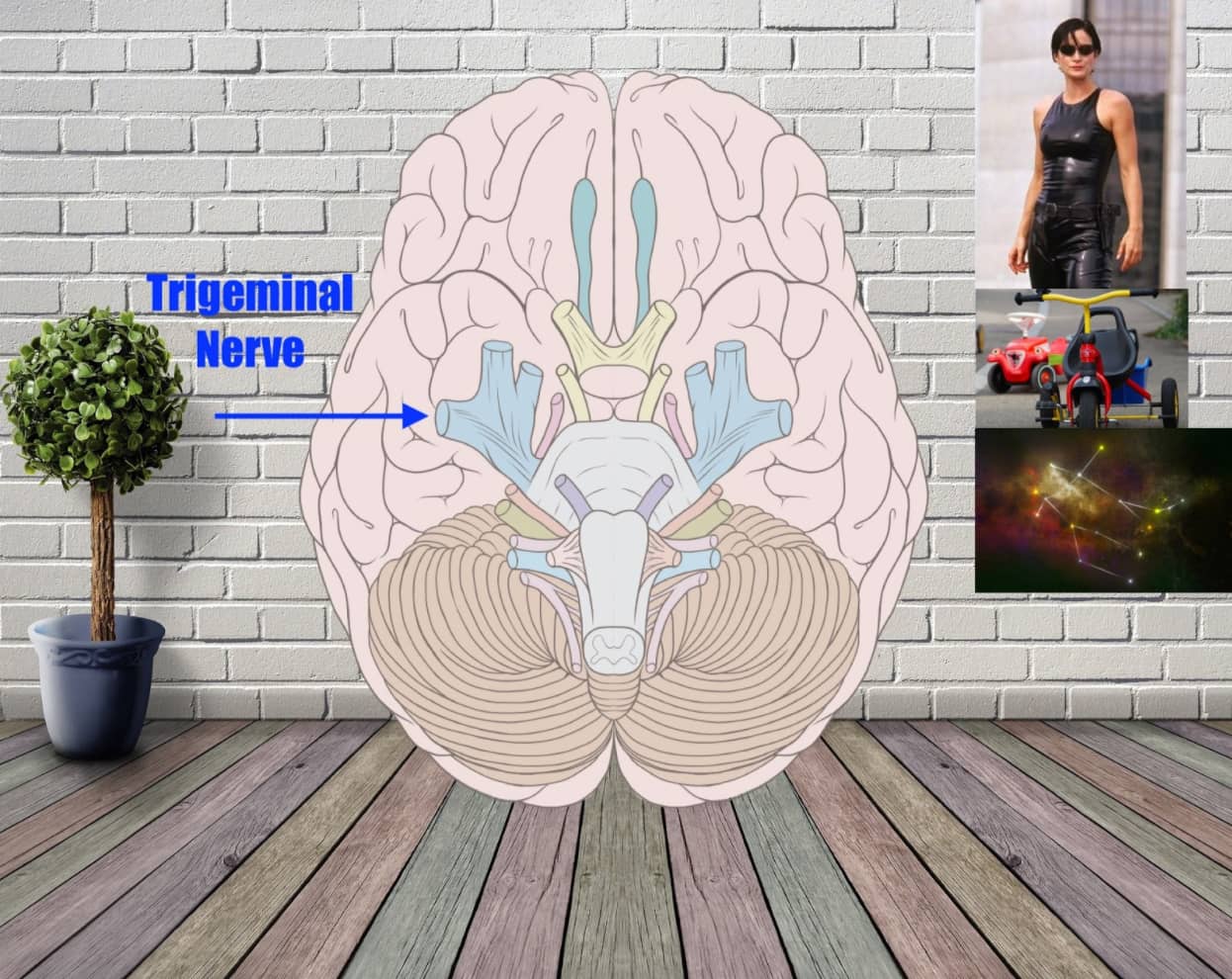 trigeminal nerve mnemonic example