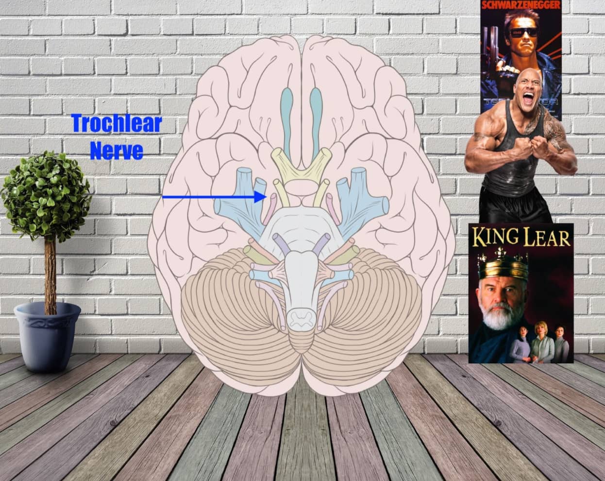 trochlear nerve mnemonic example