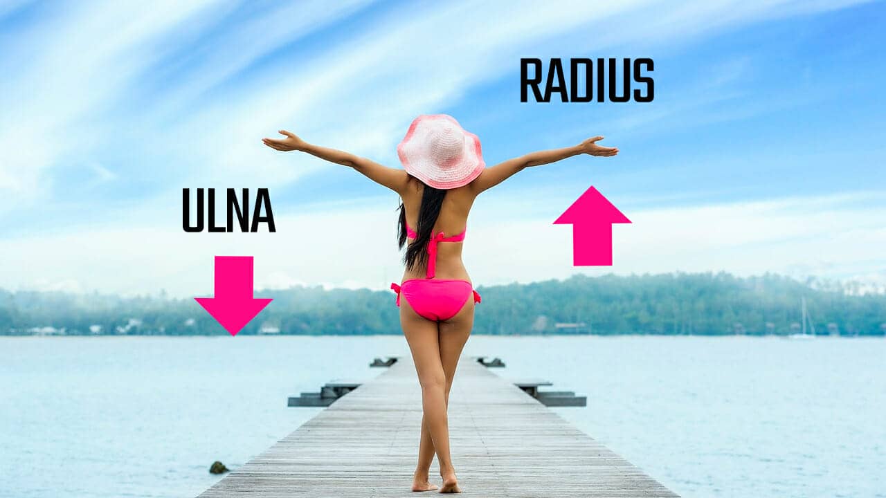 ulna and radius mnemonic example