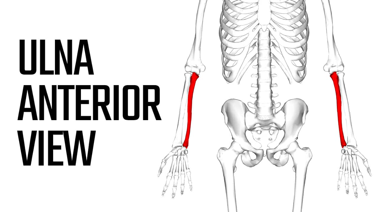 anterior view of the ulna bone